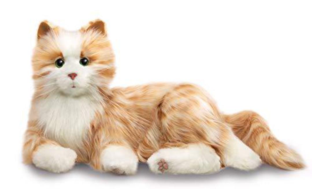Companion Pet/Orange Tabby Cat image 0